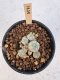 Lophophora Williamsii 5-6 cm 12 years old seed ownroot flower seedling ロフォフォラ　烏羽玉　仔吹き サボテン