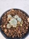 Lophophora Williamsii 5-6 cm 12 years old seed ownroot flower seedling ロフォフォラ　烏羽玉　仔吹き サボテン