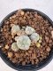 Lophophora Williamsii 5-6 cm 12 years old seed ownroot flower seedling ロフォフォラ　烏羽玉　仔吹き サボテン