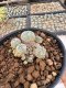 Lophophora Williamsii 5-6 cm 12 years old seed ownroot flower seedling ロフォフォラ　烏羽玉　仔吹き サボテン