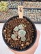 Lophophora Williamsii 5-6 cm 12 years old seed ownroot flower seedling ロフォフォラ　烏羽玉　仔吹き サボテン