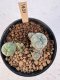 Lophophora Williamsii 5-6 cm 12 years old seed ownroot flower seedling ロフォフォラ　烏羽玉　仔吹き サボテン