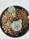 Lophophora Williamsii 5-6 cm 12 years old seed ownroot flower seedling ロフォフォラ　烏羽玉　仔吹き サボテン