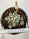 Lophophora Williamsii 5-6 cm 12 years old seed ownroot flower seedling ロフォフォラ　烏羽玉　仔吹き サボテン