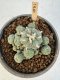 Lophophora Williamsii 5-6 cm 12 years old seed ownroot flower seedling ロフォフォラ　烏羽玉　仔吹き サボテン