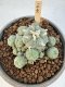 Lophophora Williamsii 5-6 cm 12 years old seed ownroot flower seedling ロフォフォラ　烏羽玉　仔吹き サボテン