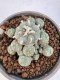 Lophophora Williamsii 5-6 cm 12 years old seed ownroot flower seedling ロフォフォラ　烏羽玉　仔吹き サボテン