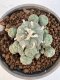 Lophophora Williamsii 5-6 cm 12 years old seed ownroot flower seedling ロフォフォラ　烏羽玉　仔吹き サボテン