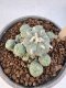 Lophophora Williamsii 5-6 cm 12 years old seed ownroot flower seedling ロフォフォラ　烏羽玉　仔吹き サボテン