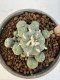 Lophophora Williamsii 5-6 cm 12 years old seed ownroot flower seedling ロフォフォラ　烏羽玉　仔吹き サボテン