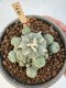 Lophophora Williamsii 5-6 cm 12 years old seed ownroot flower seedling ロフォフォラ　烏羽玉　仔吹き サボテン