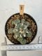 Lophophora Williamsii 5-6 cm 12 years old seed ownroot flower seedling ロフォフォラ　烏羽玉　仔吹き サボテン