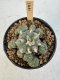 Lophophora Williamsii 5-6 cm 12 years old seed ownroot flower seedling ロフォフォラ　烏羽玉　仔吹き サボテン