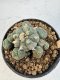 Lophophora Williamsii 5-6 cm 12 years old seed ownroot flower seedling ロフォフォラ　烏羽玉　仔吹き サボテン