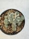 Lophophora Williamsii 5-6 cm 12 years old seed ownroot flower seedling ロフォフォラ　烏羽玉　仔吹き サボテン