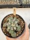 Lophophora Williamsii 5-6 cm 12 years old seed ownroot flower seedling ロフォフォラ　烏羽玉　仔吹き サボテン