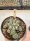 Lophophora Williamsii 5-6 cm 12 years old seed ownroot flower seedling ロフォフォラ　烏羽玉　仔吹き サボテン