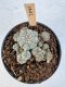 Lophophora Williamsii 5-6 cm 12 years old seed ownroot flower seedling ロフォフォラ　烏羽玉　仔吹き サボテン