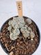 Lophophora Williamsii 5-6 cm 12 years old seed ownroot flower seedling ロフォフォラ　烏羽玉　仔吹き サボテン