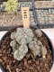 Lophophora Williamsii 5-6 cm 12 years old seed ownroot flower seedling ロフォフォラ　烏羽玉　仔吹き サボテン