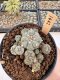 Lophophora Williamsii 5-6 cm 12 years old seed ownroot flower seedling ロフォフォラ　烏羽玉　仔吹き サボテン