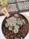 Lophophora Williamsii 5-6 cm 12 years old seed ownroot flower seedling ロフォフォラ　烏羽玉　仔吹き サボテン