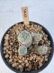 Lophophora Williamsii 5-6 cm 12 years old seed ownroot flower seedling ロフォフォラ　烏羽玉　仔吹き サボテン