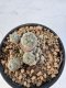 Lophophora Williamsii 5-6 cm 12 years old seed ownroot flower seedling ロフォフォラ　烏羽玉　仔吹き サボテン