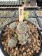 Lophophora Williamsii 5-6 cm 12 years old seed ownroot flower seedling ロフォフォラ　烏羽玉　仔吹き サボテン