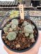 Lophophora Williamsii 5-6 cm 12 years old seed ownroot flower seedling ロフォフォラ　烏羽玉　仔吹き サボテン