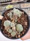 Lophophora Williamsii 5-6 cm 12 years old seed ownroot flower seedling ロフォフォラ　烏羽玉　仔吹き サボテン