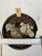 Lophophora Williamsii 5-6 cm 12 years old seed ownroot flower seedling ロフォフォラ　烏羽玉　仔吹き サボテン