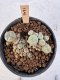 Lophophora Williamsii 5-6 cm 12 years old seed ownroot flower seedling ロフォフォラ　烏羽玉　仔吹き サボテン