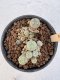 Lophophora Williamsii 5-6 cm 12 years old seed ownroot flower seedling ロフォフォラ　烏羽玉　仔吹き サボテン