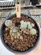 Lophophora Williamsii 5-6 cm 12 years old seed ownroot flower seedling ロフォフォラ　烏羽玉　仔吹き サボテン