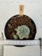 Lophophora Williamsii 5-6 cm 12 years old seed ownroot flower seedling ロフォフォラ　烏羽玉　仔吹き サボテン