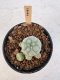 Lophophora Williamsii 5-6 cm 12 years old seed ownroot flower seedling ロフォフォラ　烏羽玉　仔吹き サボテン