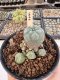 Lophophora Williamsii 5-6 cm 12 years old seed ownroot flower seedling ロフォフォラ　烏羽玉　仔吹き サボテン