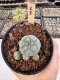 Lophophora Williamsii 5-6 cm 12 years old seed ownroot flower seedling ロフォフォラ　烏羽玉　仔吹き サボテン