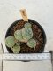 Lophophora Williamsii 5-6 cm 12 years old seed ownroot flower seedling ロフォフォラ　烏羽玉　仔吹き サボテン