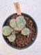 Lophophora Williamsii 5-6 cm 12 years old seed ownroot flower seedling ロフォフォラ　烏羽玉　仔吹き サボテン