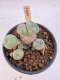 Lophophora Williamsii 5-6 cm 12 years old seed ownroot flower seedling ロフォフォラ　烏羽玉　仔吹き サボテン