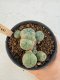 Lophophora Williamsii 5-6 cm 12 years old seed ownroot flower seedling ロフォフォラ　烏羽玉　仔吹き サボテン