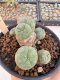 Lophophora Williamsii 5-6 cm 12 years old seed ownroot flower seedling ロフォフォラ　烏羽玉　仔吹き サボテン