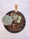 Lophophora Williamsii 5-6 cm 12 years old seed ownroot flower seedling ロフォフォラ　烏羽玉　仔吹き サボテン