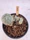 Lophophora Williamsii 5-6 cm 12 years old seed ownroot flower seedling ロフォフォラ　烏羽玉　仔吹き サボテン