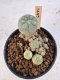 Lophophora Williamsii 5-6 cm 12 years old seed ownroot flower seedling ロフォフォラ　烏羽玉　仔吹き サボテン