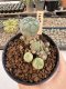 Lophophora Williamsii 5-6 cm 12 years old seed ownroot flower seedling ロフォフォラ　烏羽玉　仔吹き サボテン