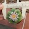 Lophophora Williamsii  Variegata 5-6 cm 12 years old seed ownroot flower seedling ロフォフォラ 烏羽玉　仔吹き サボテン