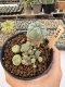 Lophophora Williamsii 5-6 cm 12 years old seed ownroot flower seedling ロフォフォラ　烏羽玉　仔吹き サボテン